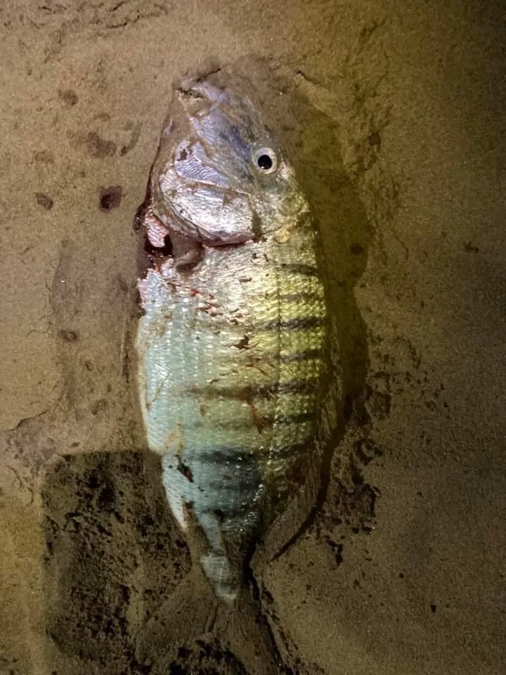 Prise du jour pendant la journée pêche à Agadir
