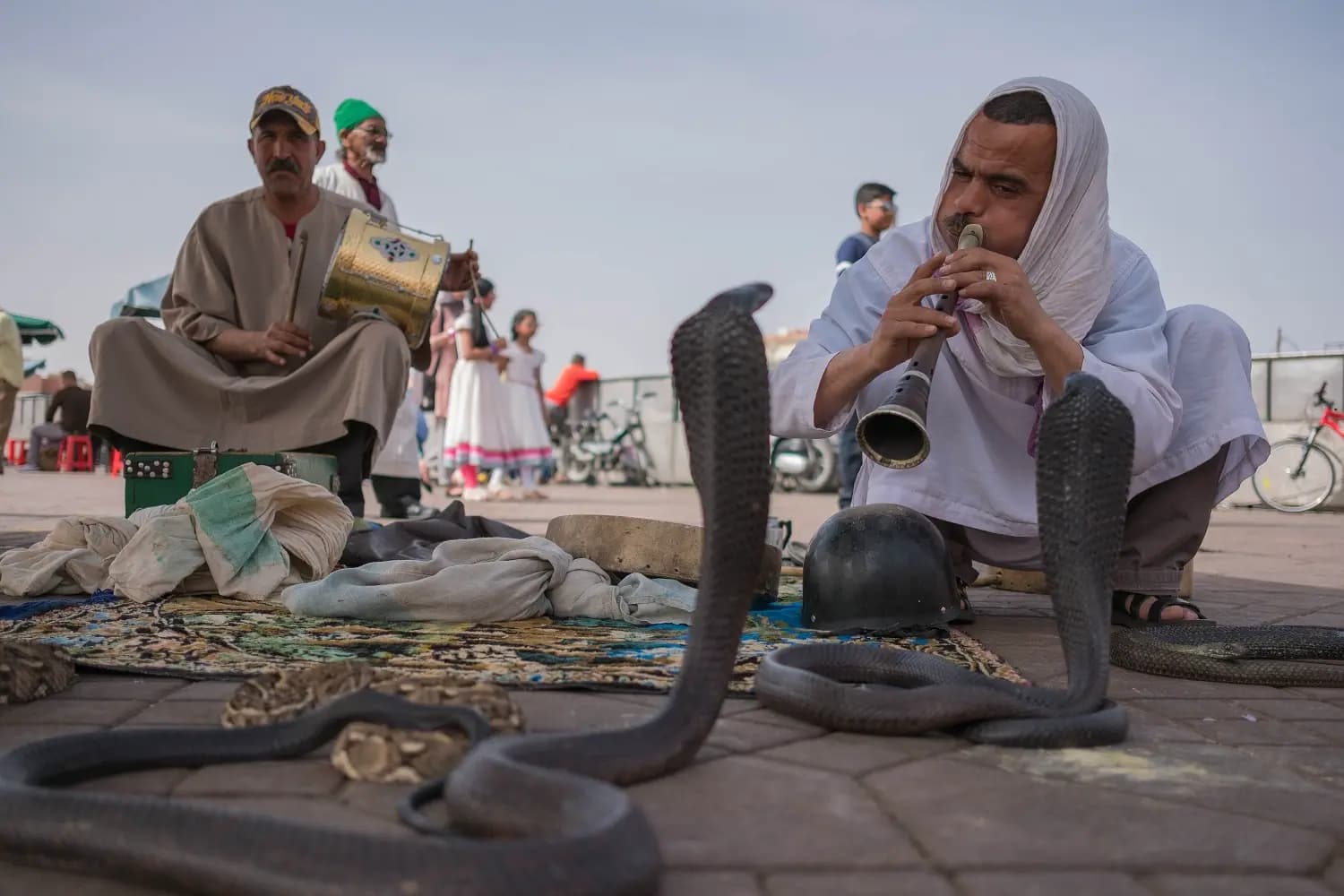 Excursion Marrakech : Charmeur de serpent Marrakech