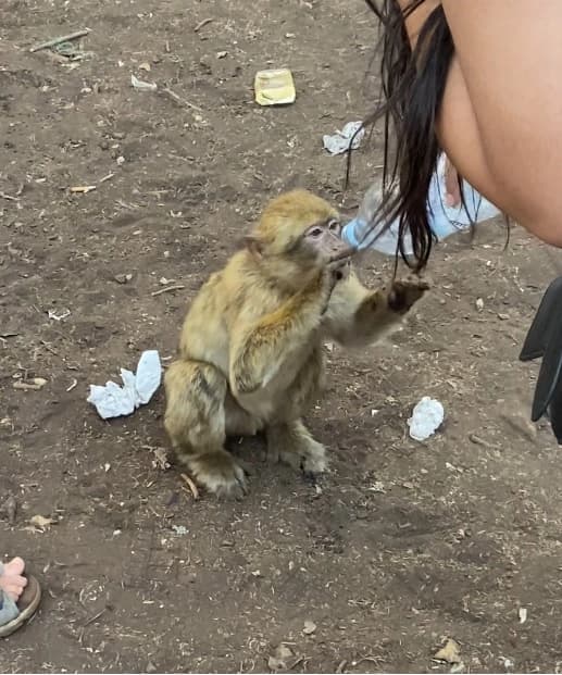 Macaque de Barbarie Azrou