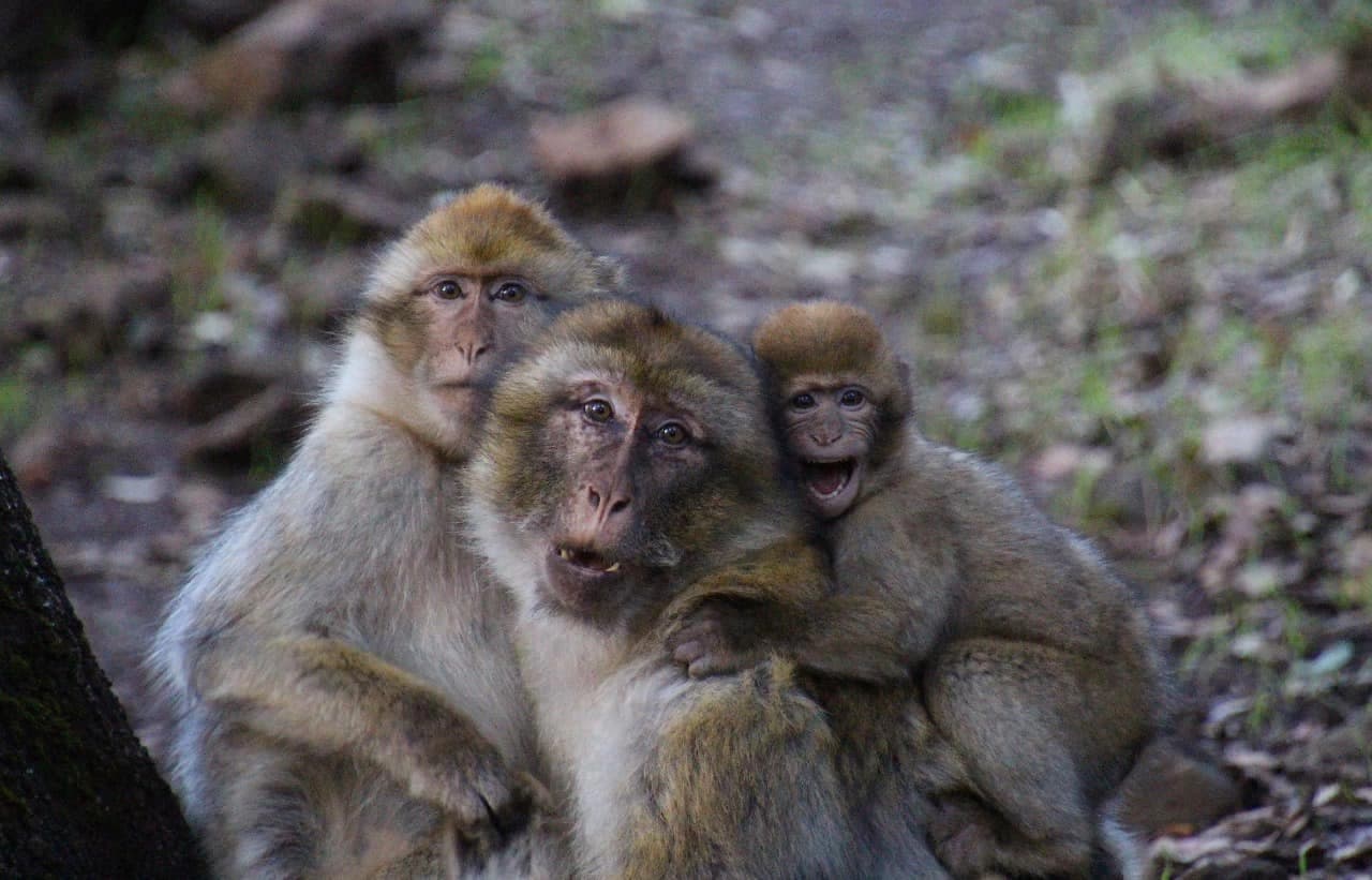 Singes foret azrou