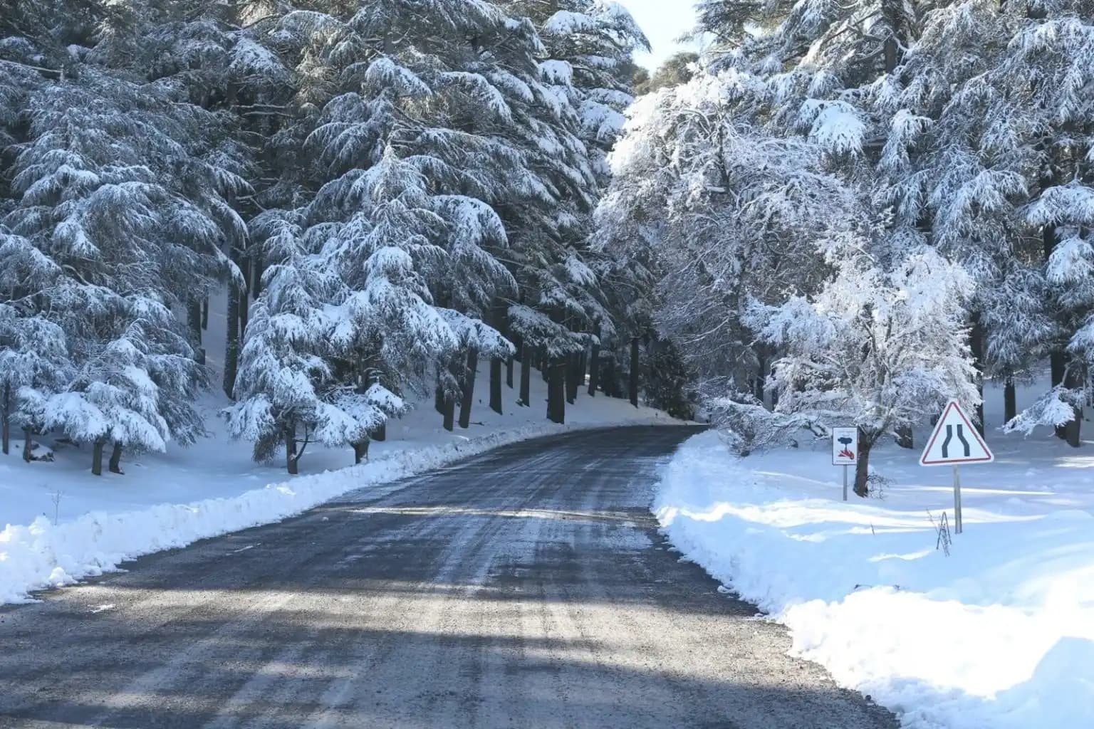 Bosque nevado de Azrou