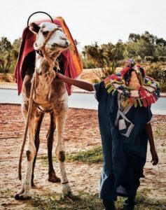 Balade en chameau dans le désert d'Agadir