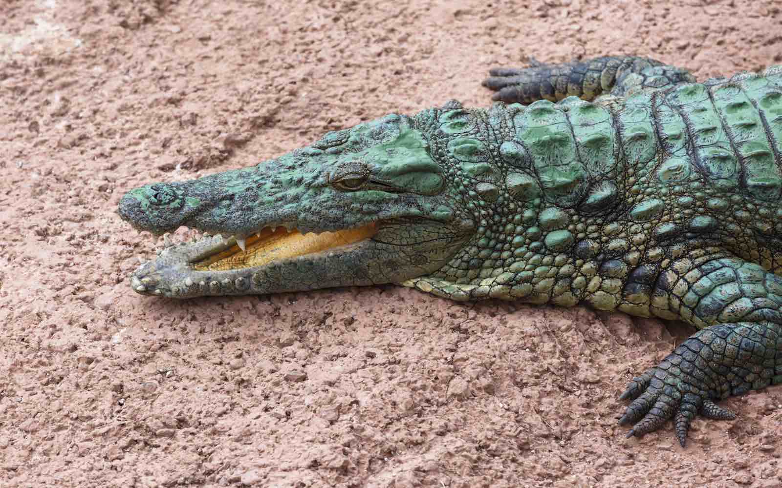 Crocodile du nil parc croco agadir