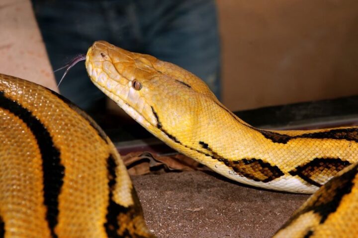 Crocoparc-Anaconda-jaune