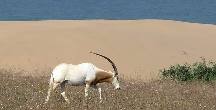 Antilope dune de sable Parc National de Souss-Massa