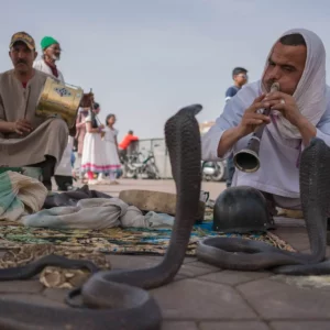 snake charmer marrakech jemaa el fna