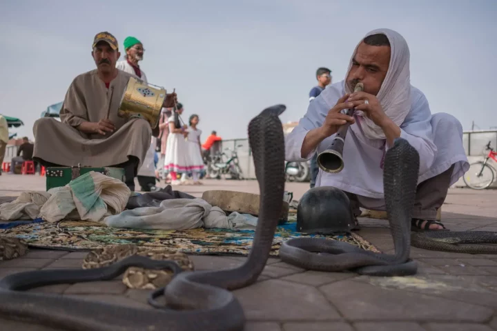 charmeur de serpent marrakech jemaa el fna